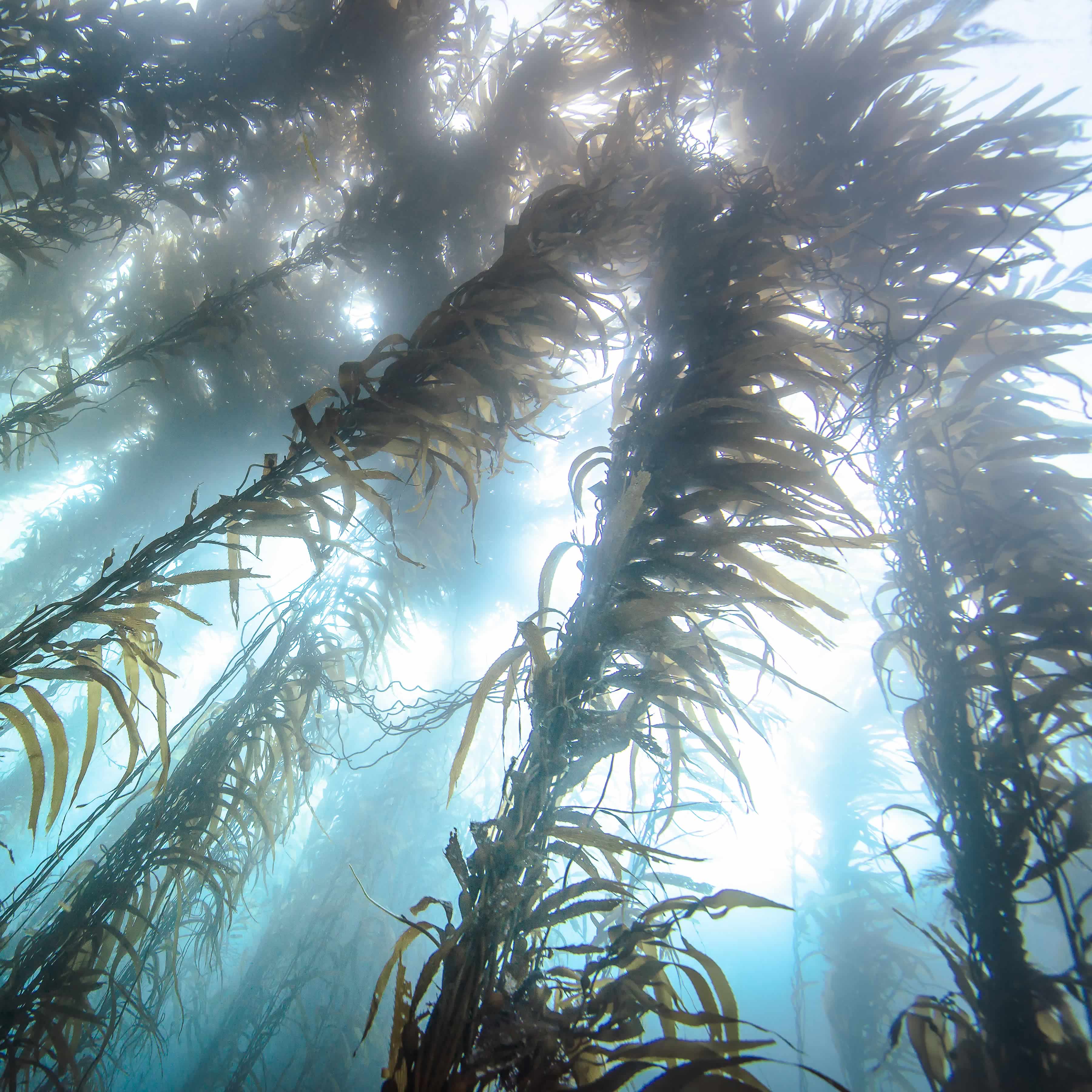 Bosque de algas marinas.